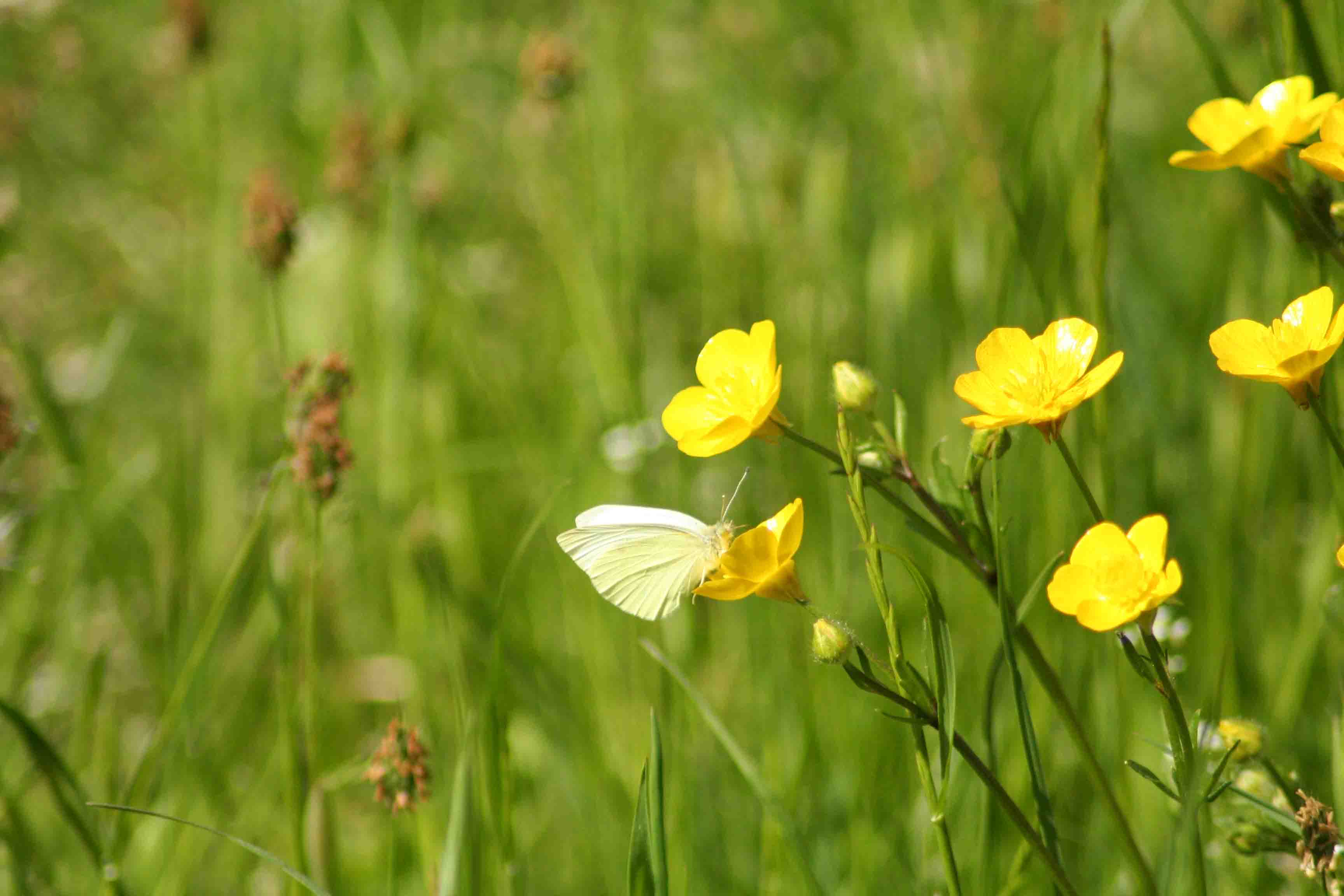 fiori in abruzzo 4